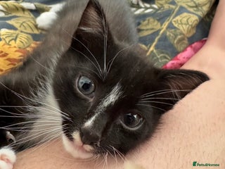 Mixed Breed cats - Advert 6