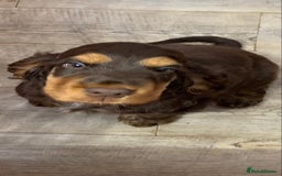 Cocker Spaniel dogs for sale: 5* LICENSED READY KC SHOW H/TESTED PUPPIES  - Image 3