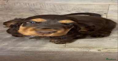 Cocker Spaniel dogs - Advert 7