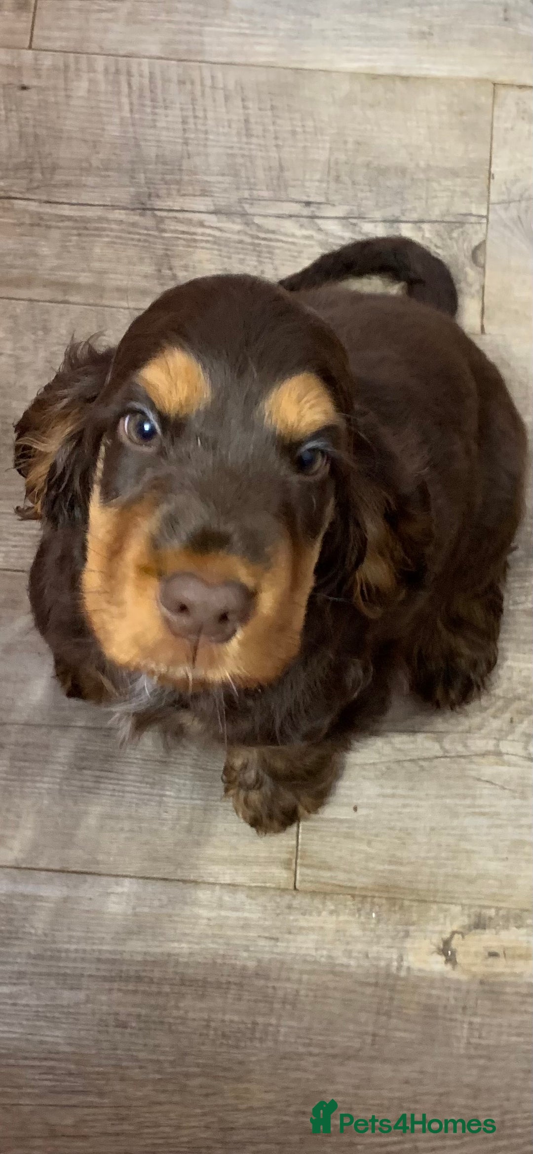 Cocker Spaniel dogs for sale: 5* LICENSED READY KC SHOW H/TESTED PUPPIES  - Image 3