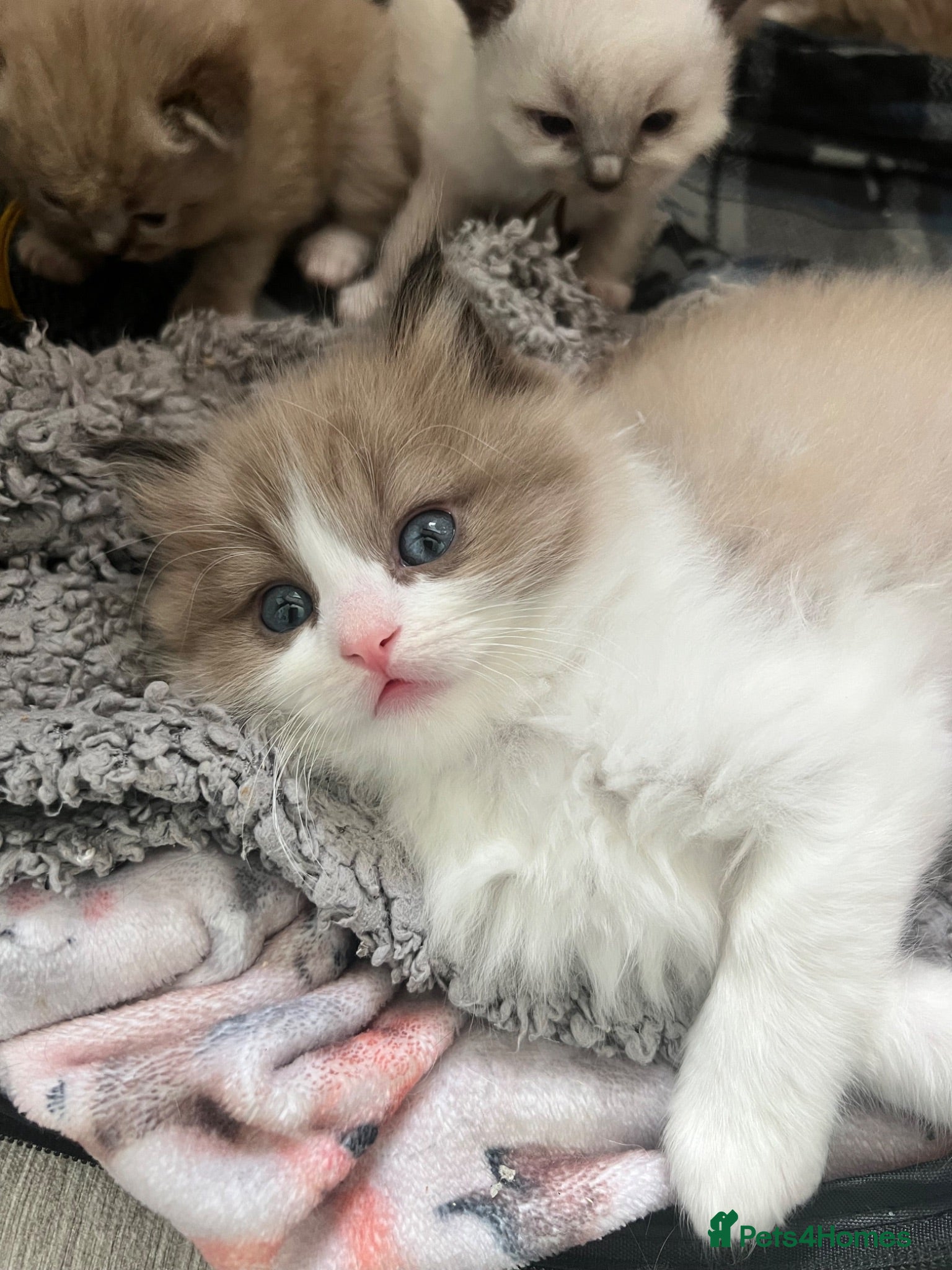 Ragdoll cats CollieKiss Ragdolls – Beautiful TICA Registered - Advert 2