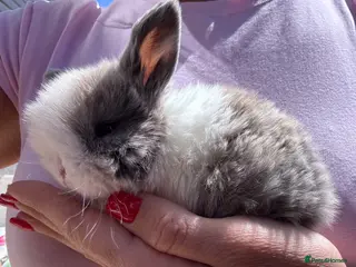Mini Lop rabbits for sale: Stunning Mini Lop Baby Bunnies 🐰🐰 - Advert 2