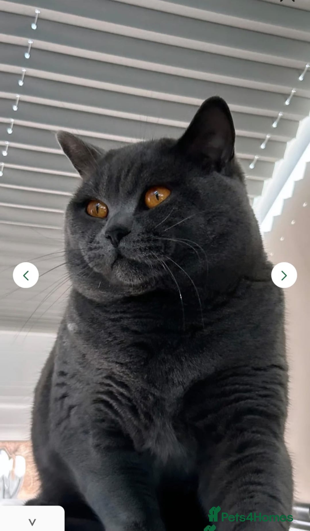 British Shorthair cats for sale: ChampionLine🏆🏆🏆Bicolour British Shorthair💙💙💖 - Advert 6