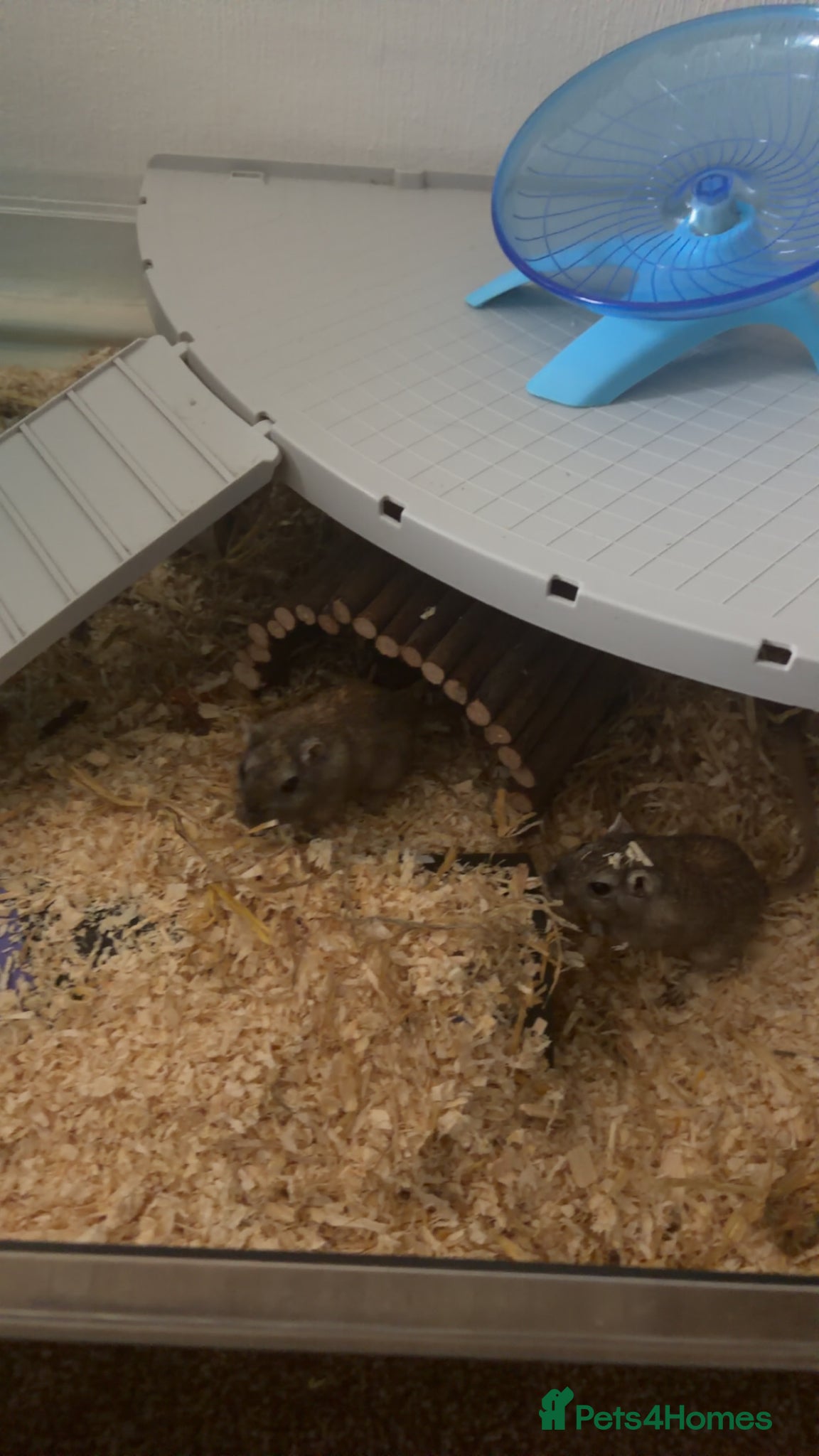 Gerbil rodents for sale: Two female gerbils. in Liversedge - Advert 9