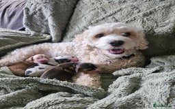 Cockapoo dogs for sale:  7 week old Cockapoos 2 girls ( both sold)  1 boy  - Image 15