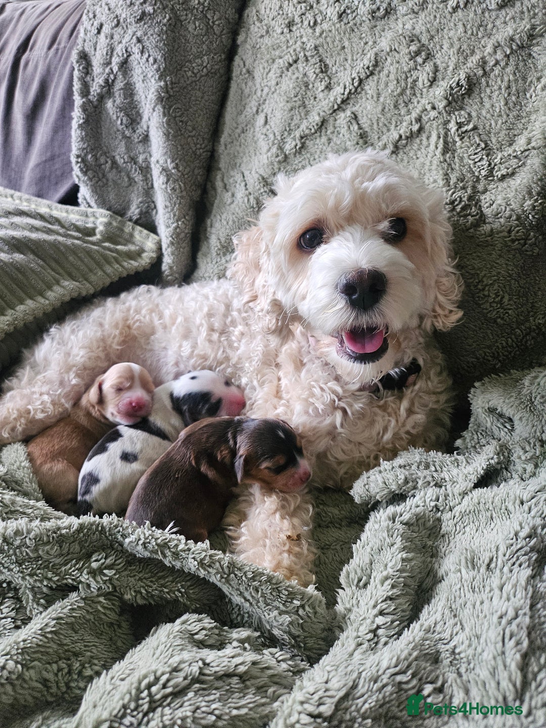 Cockapoo dogs for sale:  7 week old Cockapoos 2 girls ( both sold)  1 boy  - Image 15