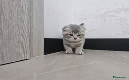 British Shorthair cats for sale: Beautiful British Short hairs kittens for sale - Image 9