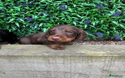 Miniature Dachshund dogs for sale: Long Haired Miniature Dachshund puppies - Image 5