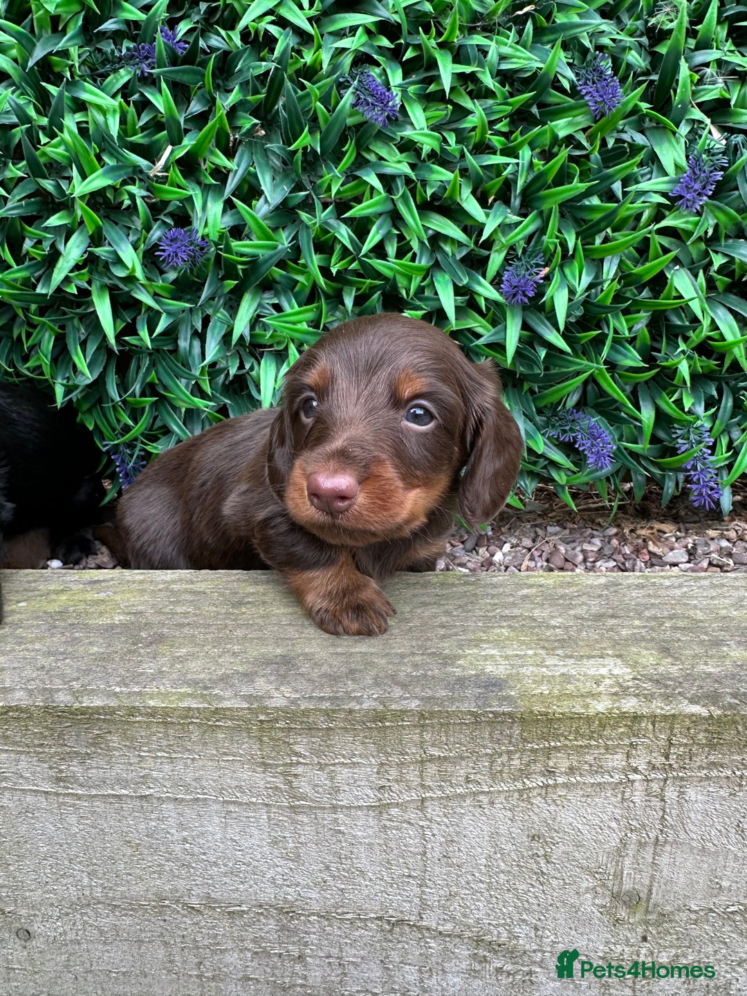 Miniature Dachshund dogs for sale: Long Haired Miniature Dachshund puppies - Image 5
