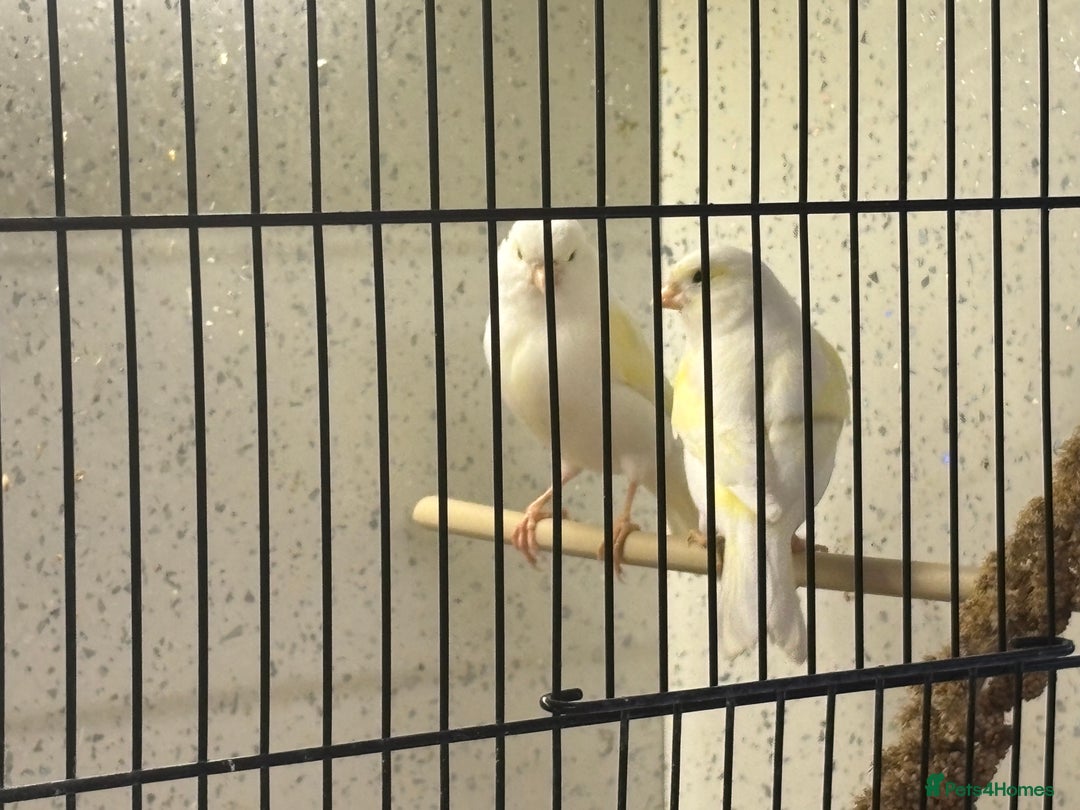 Canaries birds for sale: Dimorphic Canary’s  - Advert 3