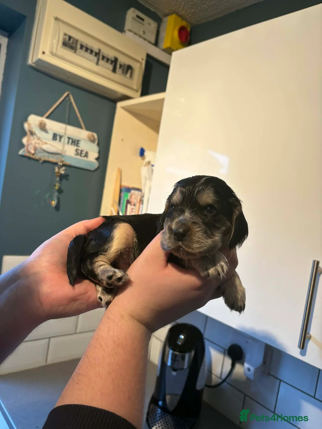 Cocker Spaniel dogs for sale: Last little boy looking for his sofa 🐾 - Advert 16