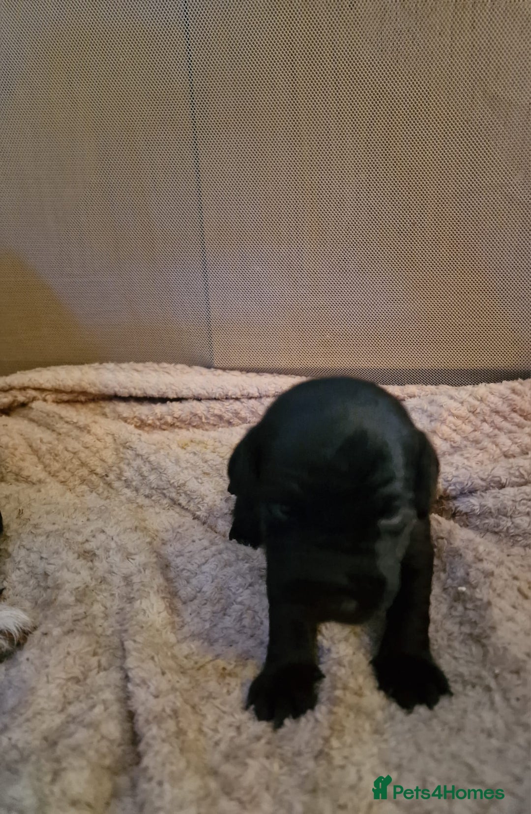 Patterjack dogs for sale: Stunning litter of puppies for sale  - Advert 5