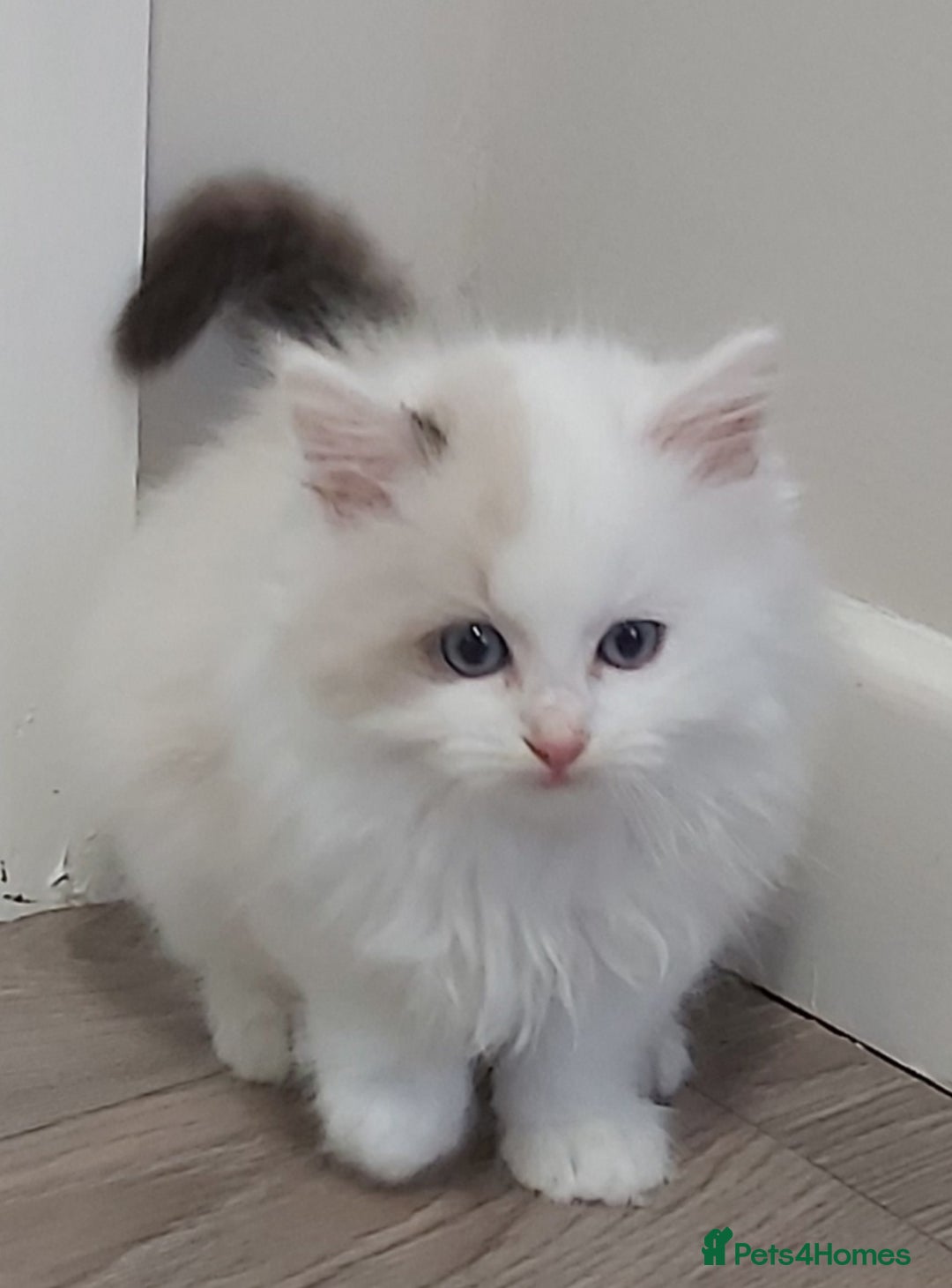 Ragdoll cats for sale: RAGDOLLS BICOLOUR BOY GIRLS BLUE EYES READY NOW  - Advert 16