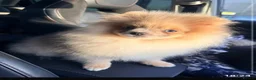 Pomeranian dogs for sale: Stunning Merle Blue Eyes Pomeranian  - Advert 6