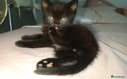 Mixed Breed cats for sale: Female Maincoone cross kitten  - Image 8