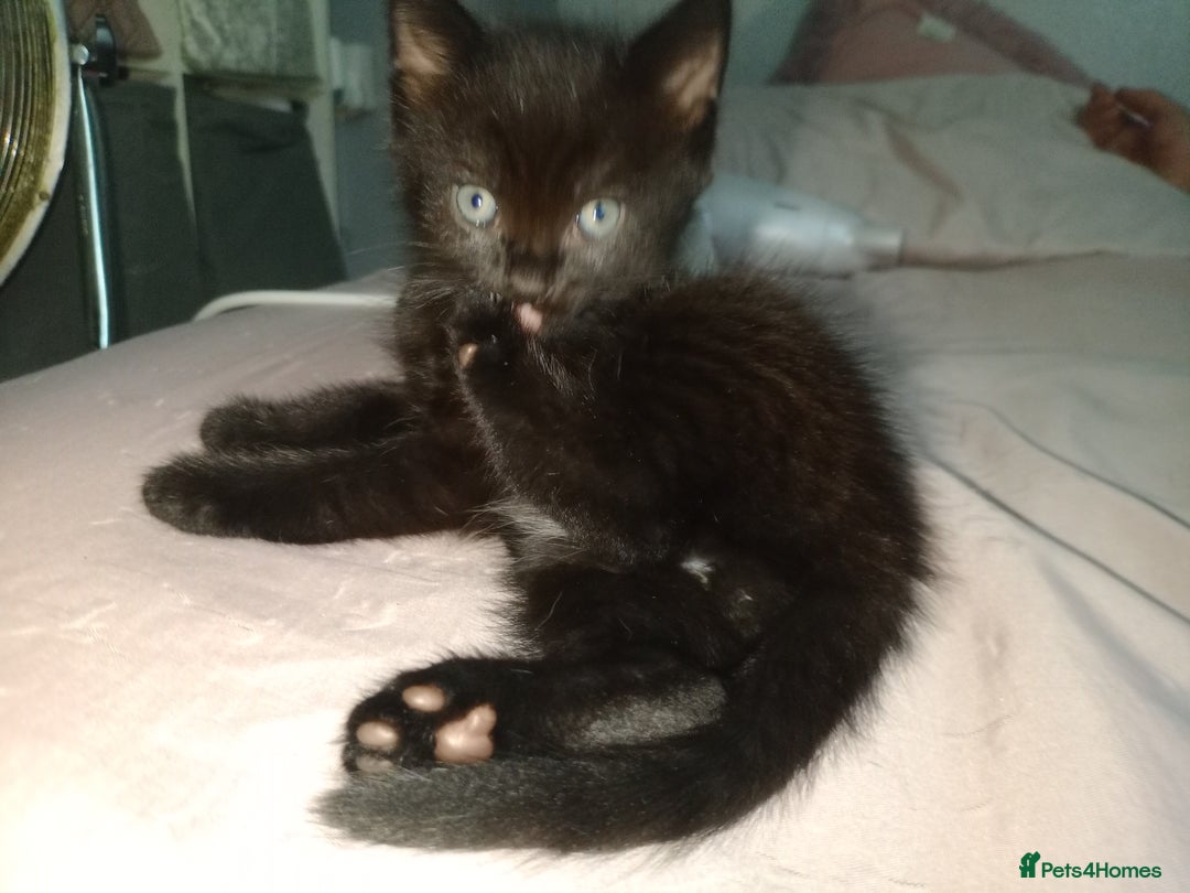Mixed Breed cats for sale: Female Maincoone cross kitten  - Image 8