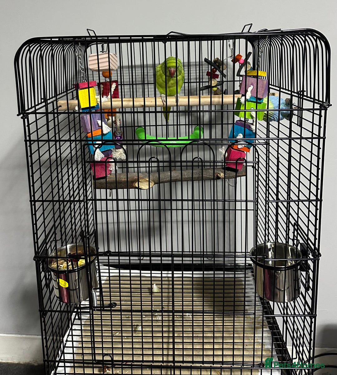 Parrots birds for sale: Indian Ringneck parrot with cage & toys setup - Advert 1