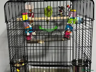 Parrots birds Indian Ringneck parrot with cage & toys setup - Advert 2