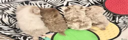 Pomchi dogs for sale: Beautiful tiny lilac merle chihuahua Pomeranian  - Advert 9