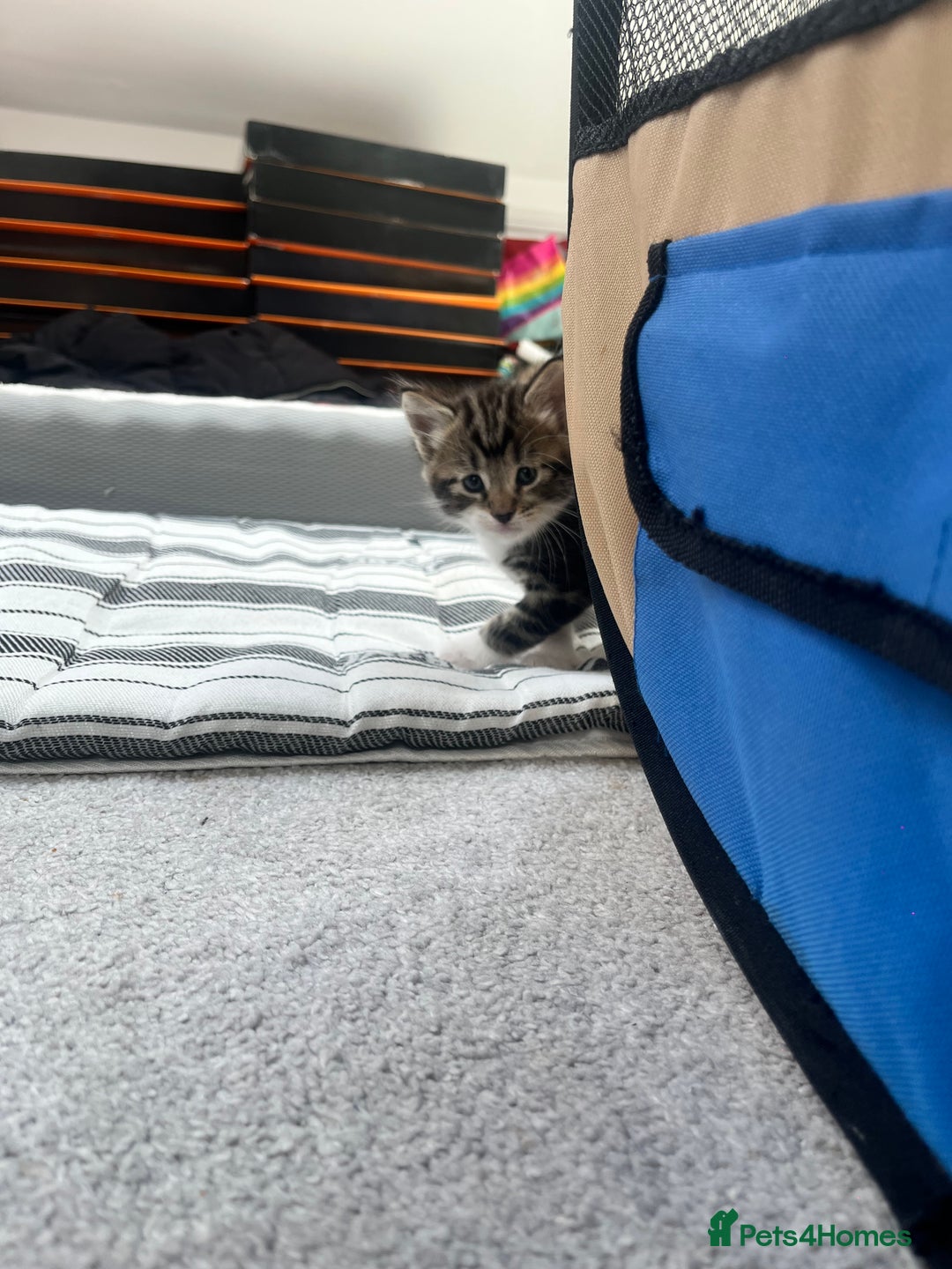 Mixed Breed cats for sale: 8 Gorgeous kittens looking for their forever homes - Image 5