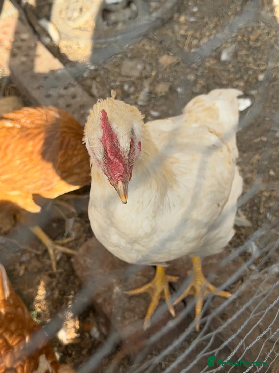 Chickens poultry for sale: 2 roosters  - Advert 2