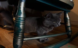 Ragdoll cats for sale: Ragdoll x - Image 7