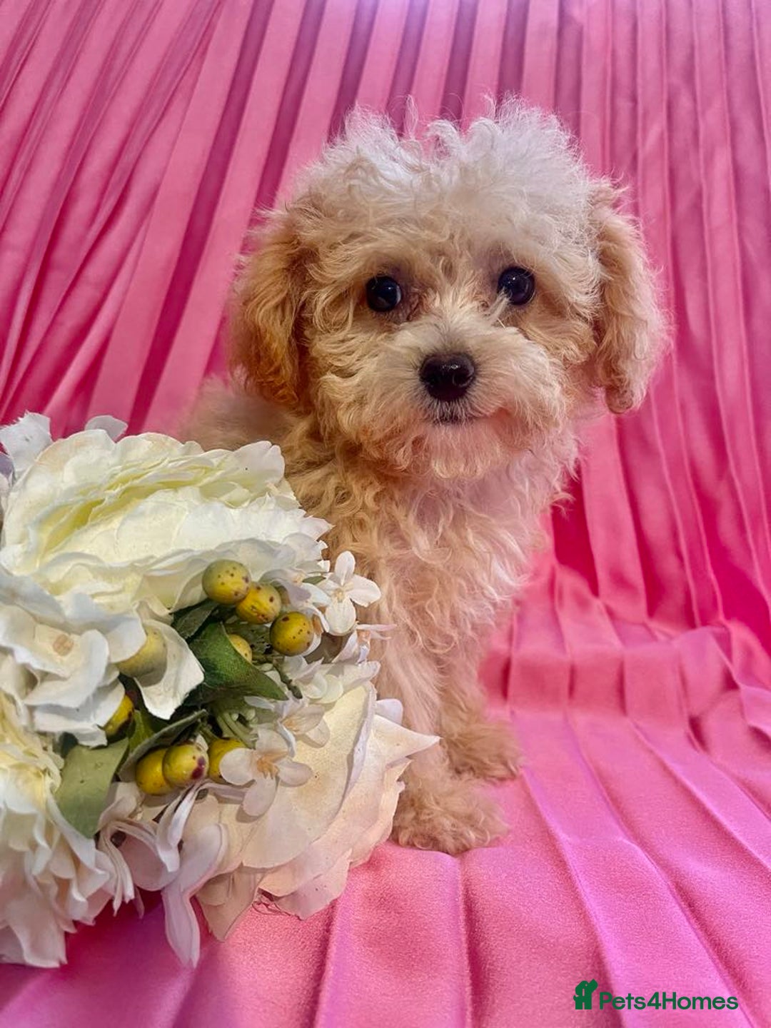 Maltipoo dogs for sale: maltipoo puppies  - Image 2