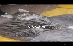 British Shorthair cats for sale: 3 boys 1 girl. Kittens - Image 4