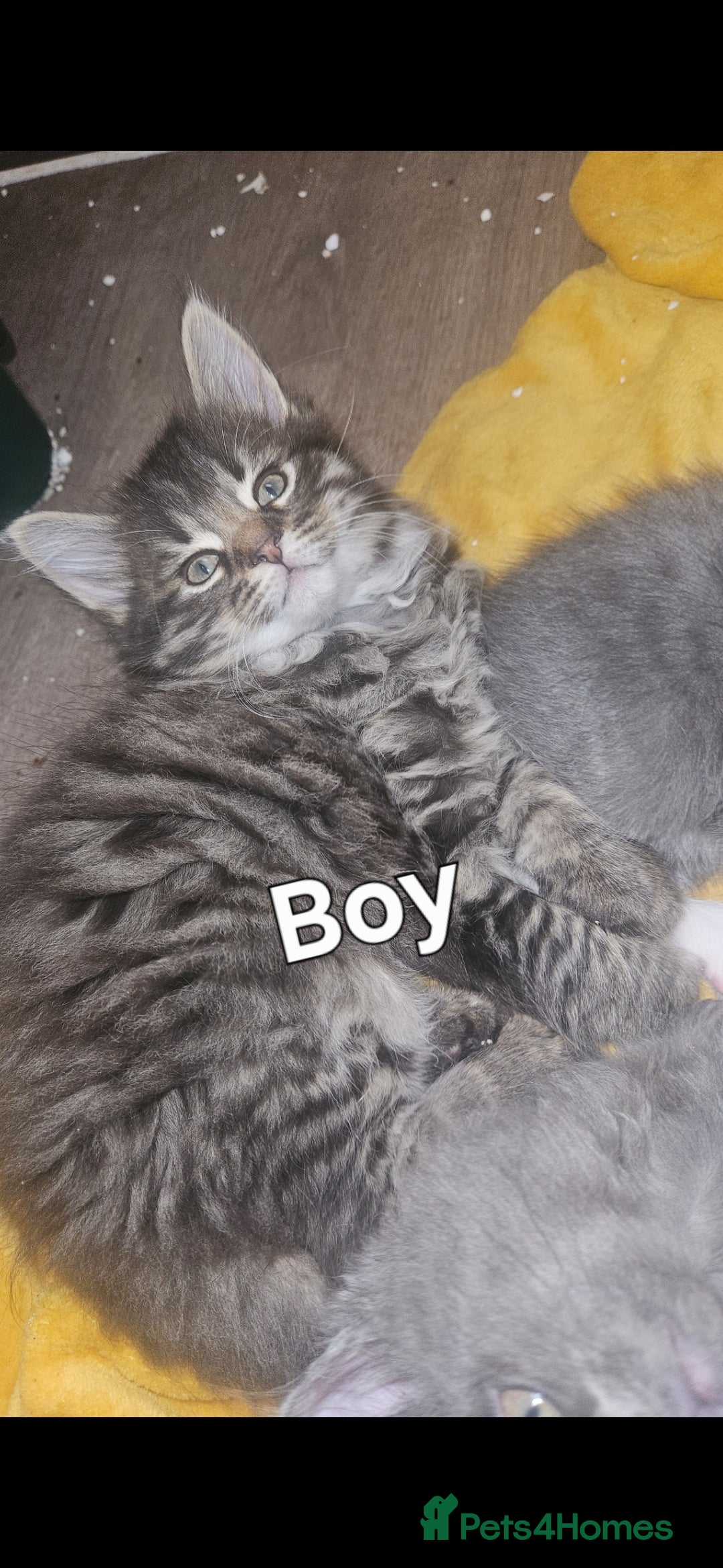British Shorthair cats for sale: 3 boys 1 girl. Kittens - Image 4