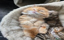 Persian cats for sale: Outstanding Full Persian Kittens for Sale - Image 31