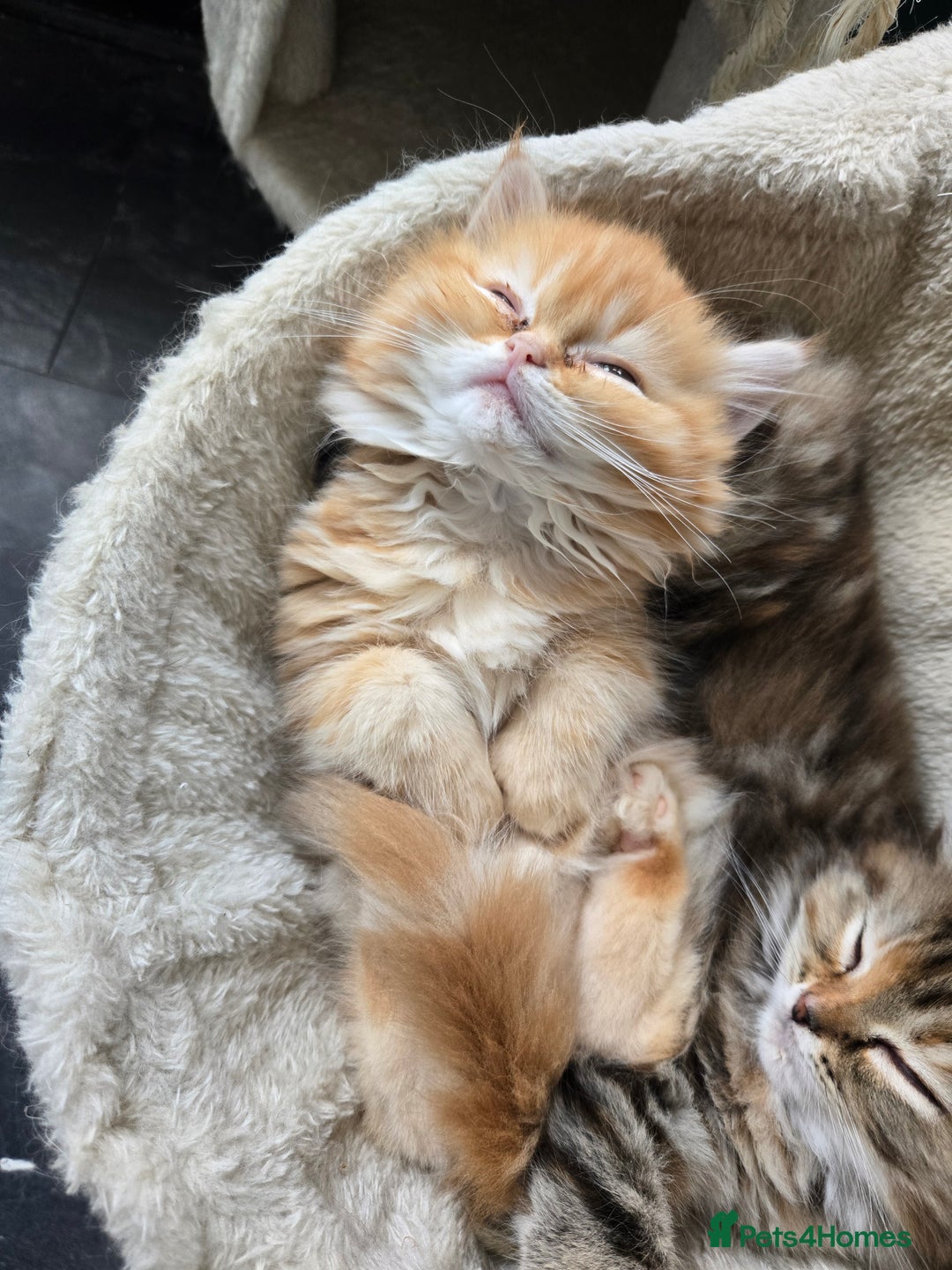 Persian cats for sale: Outstanding Full Persian Kittens for Sale - Image 31