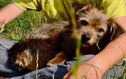 Norfolk Terrier dogs for adoption: Julie: The Little Terrier Who Fought to Stay Alive - Image 2