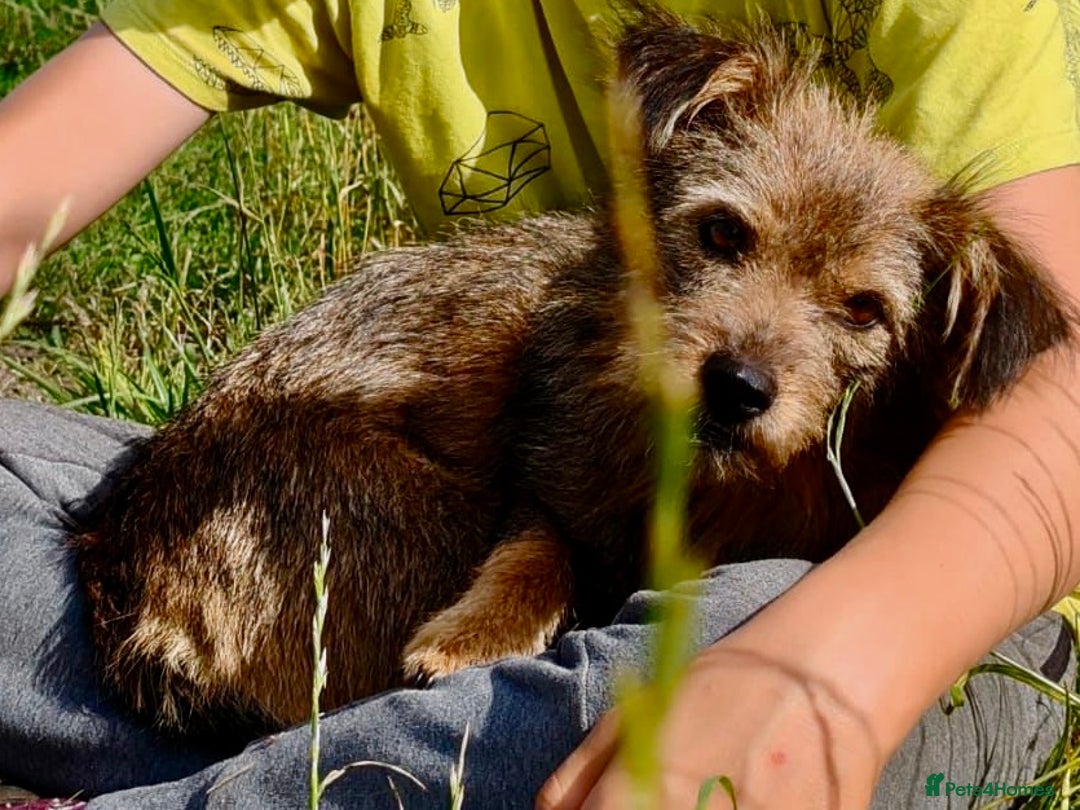 Norfolk Terrier dogs for adoption: Julie: The Little Terrier Who Fought to Stay Alive - Image 2
