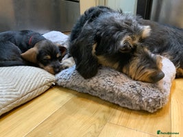 Dachshund dogs KC reg Standard Wire Haired Dachshunds - Advert 10