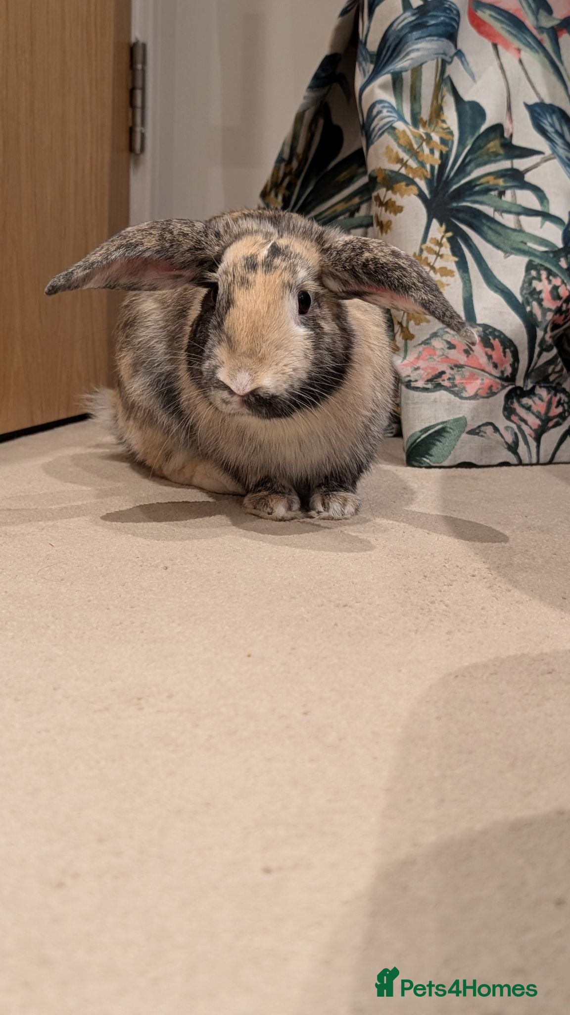 Mixed Breed rabbits 7 months old male rabbit looking for new home  - Advert 1