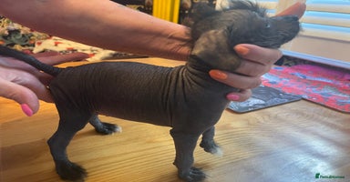 Chinese Crested dogs - Advert 8