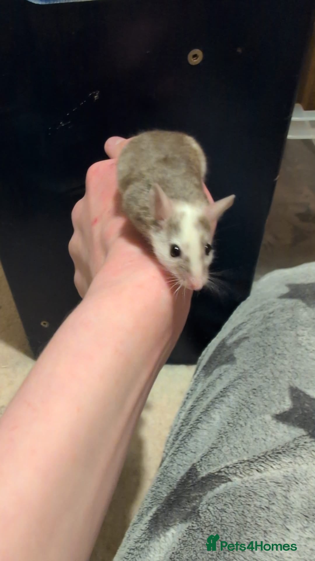 Mouse rodents for sale: Super tame handled African soft fur mice  - Image 16