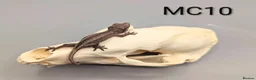 Gecko reptiles for sale: Orange Stripe Gargoyle Gecko CB26 - Advert 2