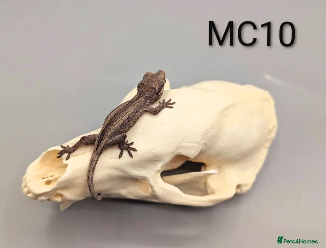 Gecko reptiles for sale: Orange Stripe Gargoyle Gecko CB26 - Advert 2