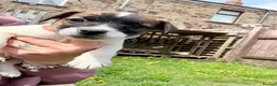 Jack Russell dogs for sale: Jack Russell male puppy  - Advert 7
