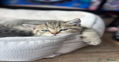 British Shorthair cats - Advert 15