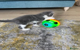 Mixed Breed cats for sale: 2 kittens, boys - Image 7