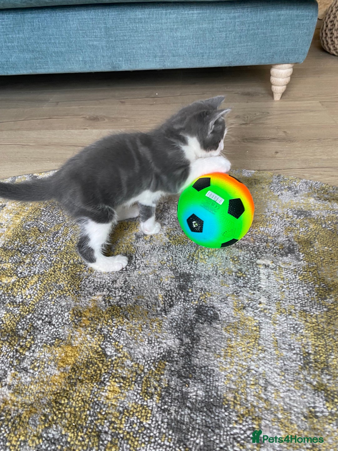 Mixed Breed cats for sale: 2 kittens, boys - Image 7