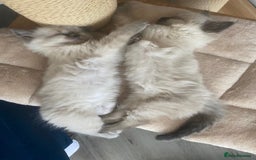 Ragdoll cats for sale: Ragdoll kittens - Image 3