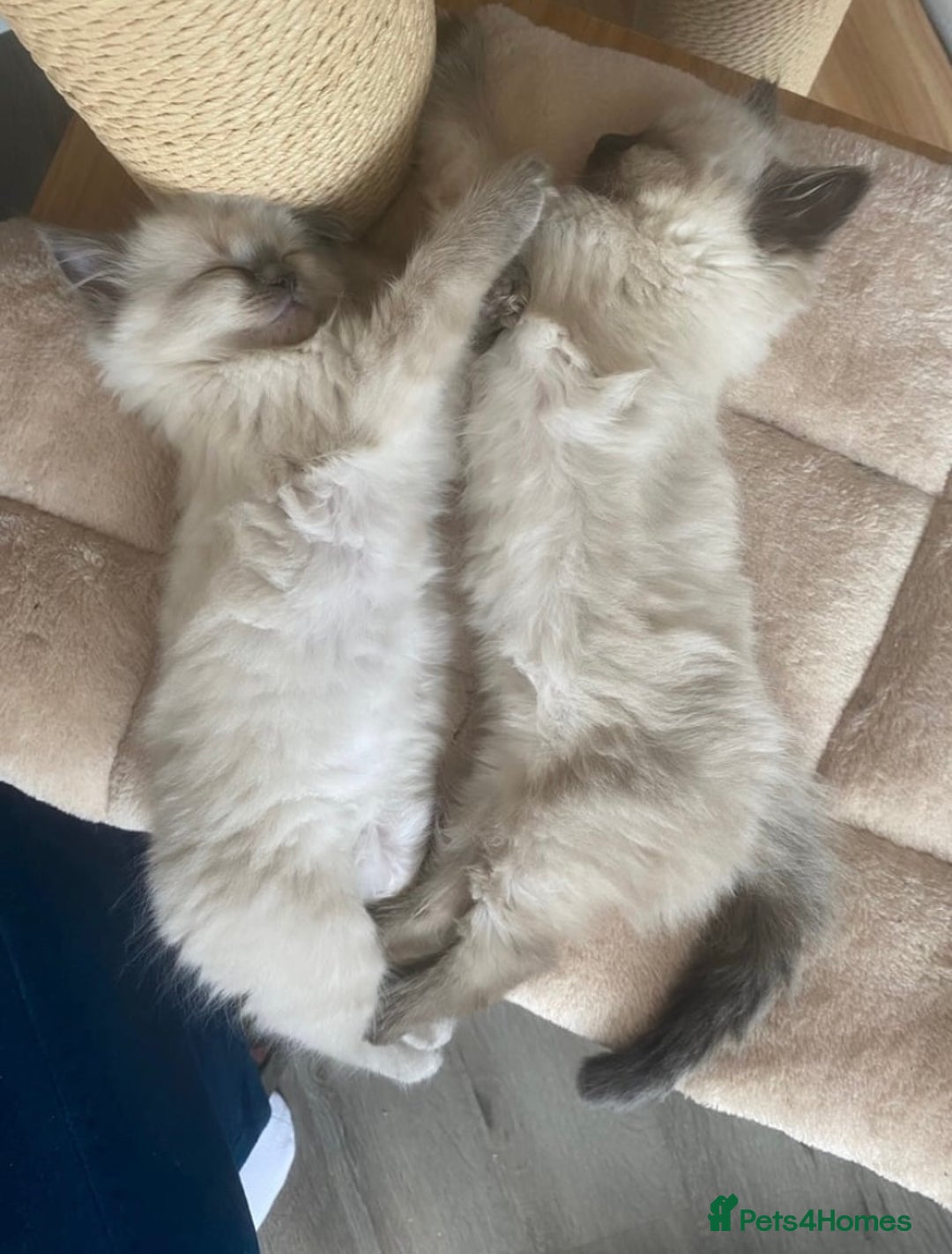 Ragdoll cats for sale: Ragdoll kittens - Image 3