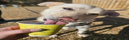 Mixed Breed dogs for adoption: Bingo for adoption in Hailsham - Advert 6