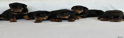Rottweiler dogs for sale: Show Quality RKC Rottweiler Puppies in Manchester - Advert 3