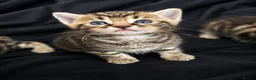 Bengal cats for sale: Bengal Kittens Looking for Their Forever Homes  - Advert 16