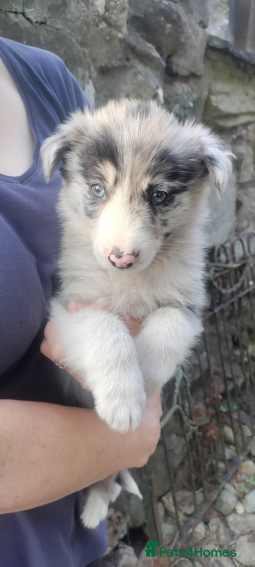 Border Collie dogs for sale: Border Collie sheepdog pups  - Image 14