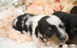Miniature Dachshund dogs for sale: KC Miniature Dachshund Puppies - Image 2